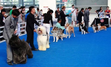 宠物社交偏门暴利项目,一个月赚1万+